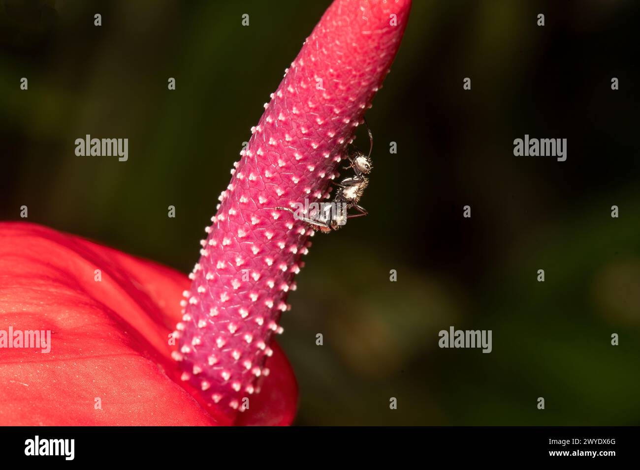 Stachelant (Gattung Polyrhachis) auf einem Anthurium sp. Flower, Familie Arum, Cairns, Far North Queensland, FNQ, QLD, Australien Stockfoto