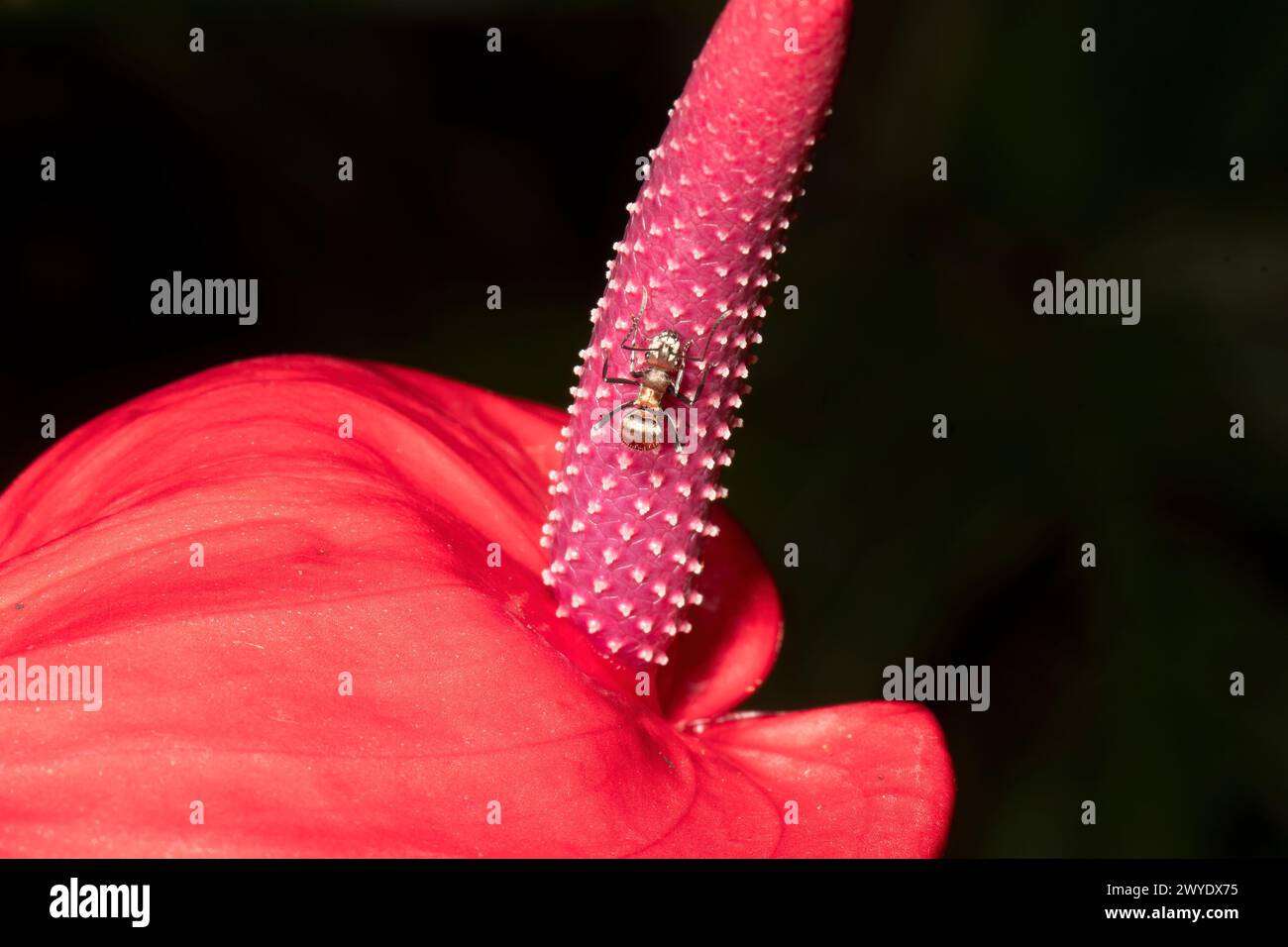 Stachelant (Gattung Polyrhachis) auf einem Anthurium sp. Flower, Familie Arum, Cairns, Far North Queensland, FNQ, QLD, Australien Stockfoto
