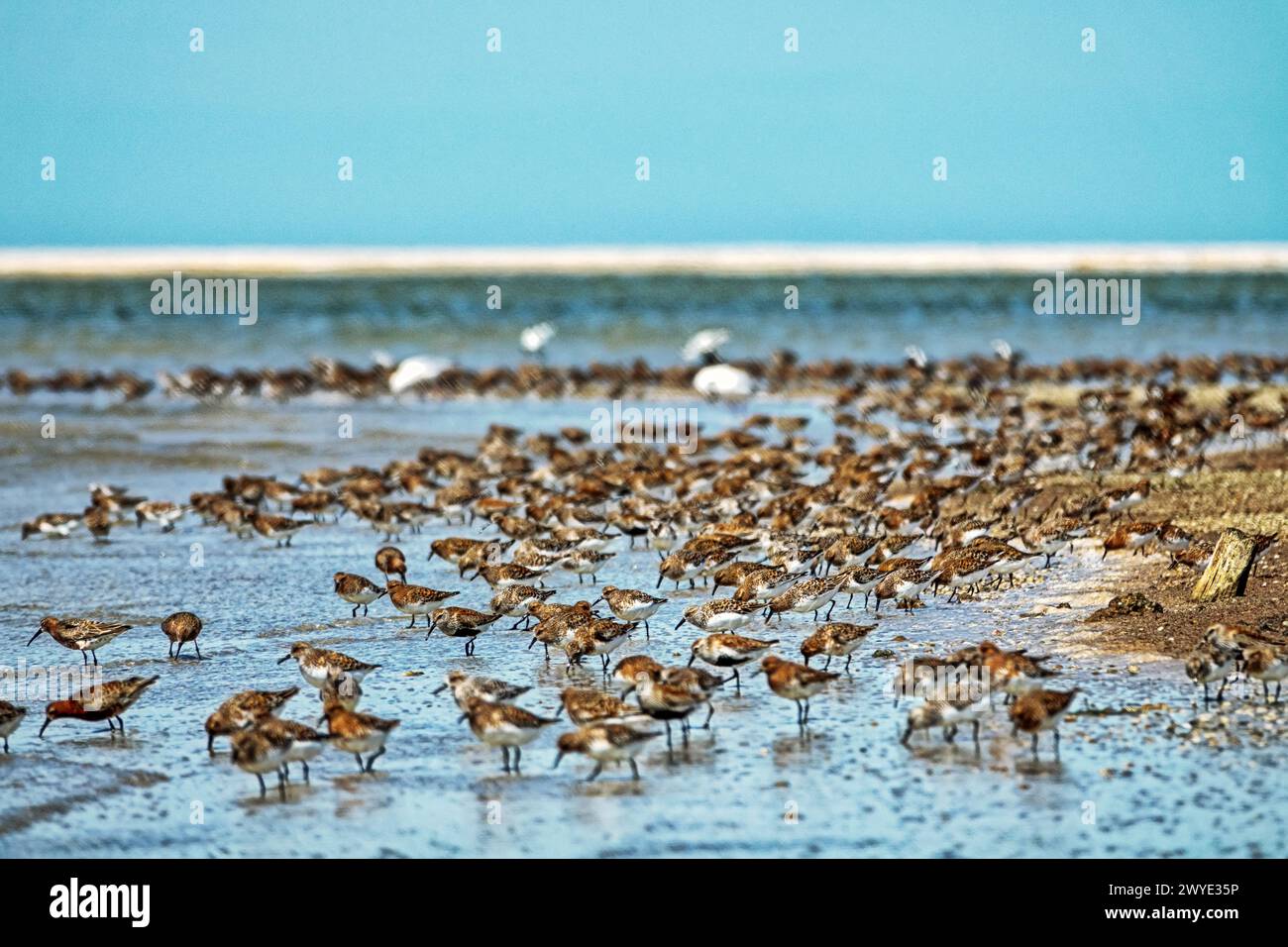 Vögel ruhen sich aus und ernähren sich von Untiefen. Dunlin (Calidris alpina), Brachsandfänger (C. ferruginea), europäischer Turnstein (Arenaria interpres). Arabatskaja Stre Stockfoto