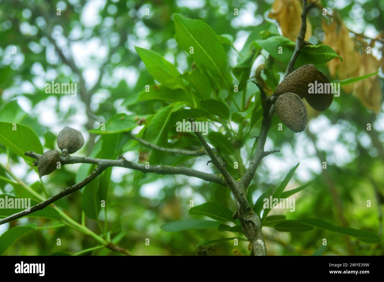 Vernachlässigter Garten. Alter Mandelbaum (Amygdalus communis). Von den Früchten des letzten Jahres gab es Kerne auf den Zweigen Stockfoto