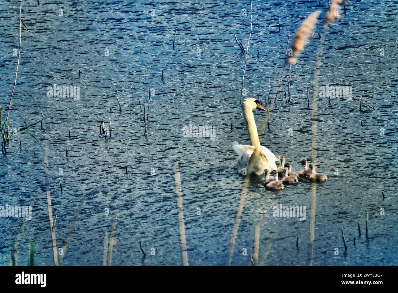 Eine Schwänenbrut auf einem Teich zwischen Feldern Stockfoto