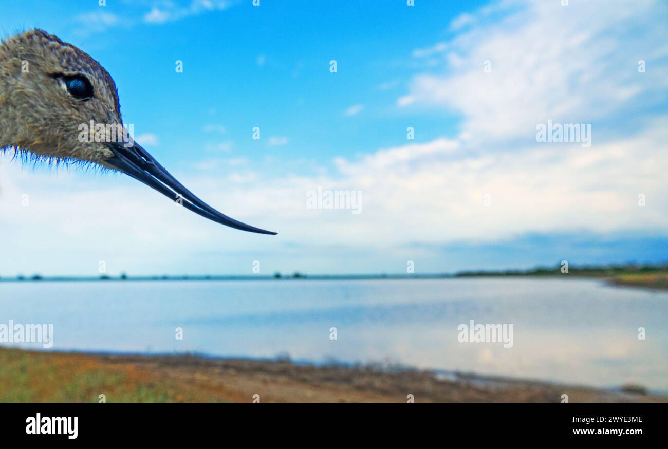 Ein Küken-Avocet (Recurvirostra avosetta) mit einer sehr seltsamen Schnabelform (Recurvirostra - Drehen Sie den Schnabel zurück) vor dem Hintergrund des Sees, wo sein h Stockfoto