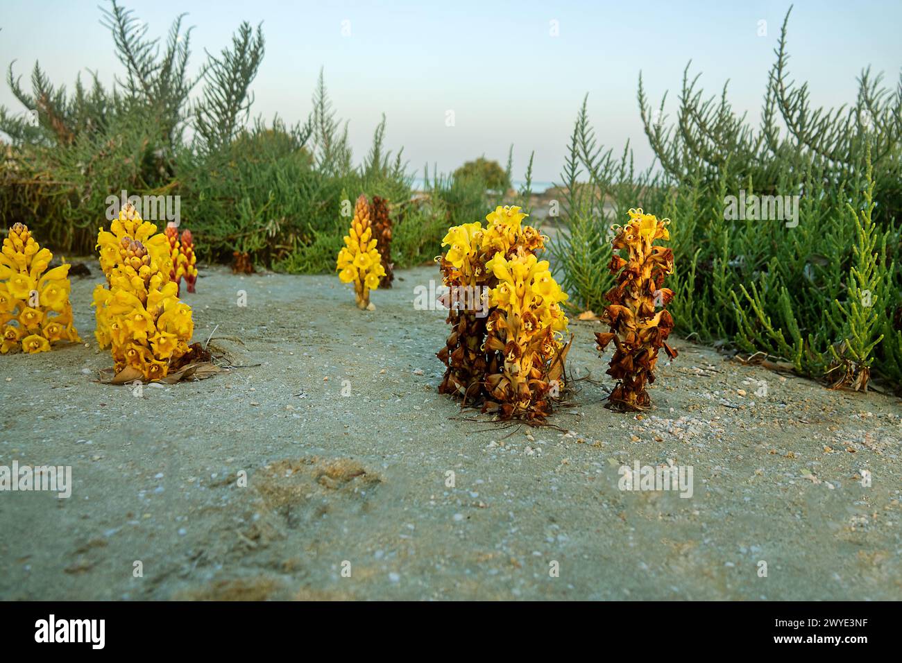 Broomrape Cistanche phelypaea (Orobanchaceae) parasitiert an den Wurzeln von Sträuchern und kleinen Sträuchern. Abu Dhabi Wüstenpark im Winter. Vereinigte Arabische Emirate Stockfoto