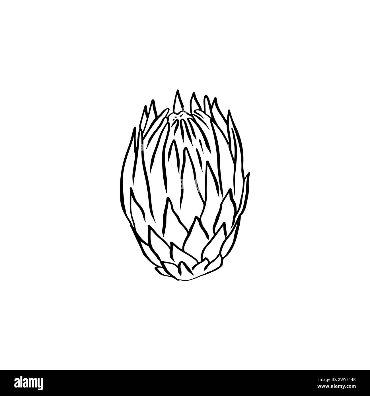 Protea Blume Black Line Art isoliert auf weiß Stock Vektor