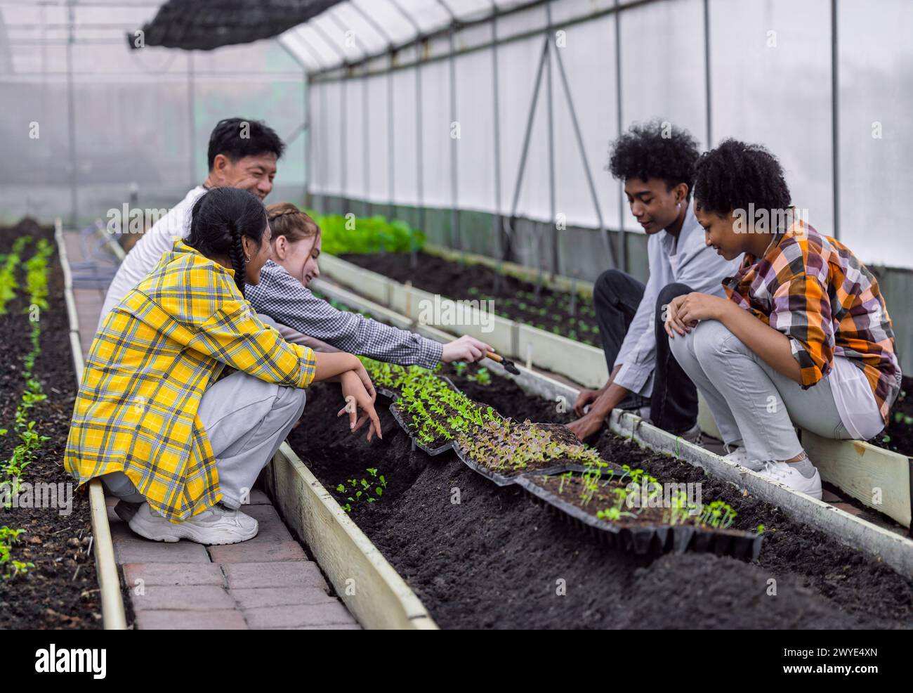 Gruppe junger Schuljugendlicher, die Landwirtschaft in Pflanzengemüse-Gärtnerei Landwirtschaft Bauernhof Gärtnerei in Gewächshäusern lernen Stockfoto