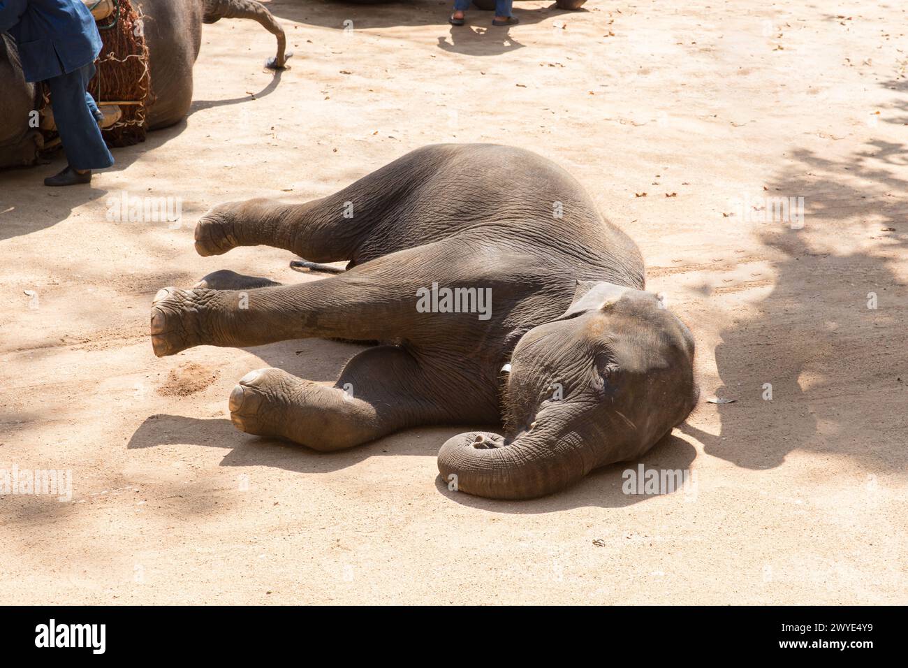 Faule Elefantenbabys legen sich schlafend nieder und niedliche Tiershow im Zoo-Touristenpark Stockfoto