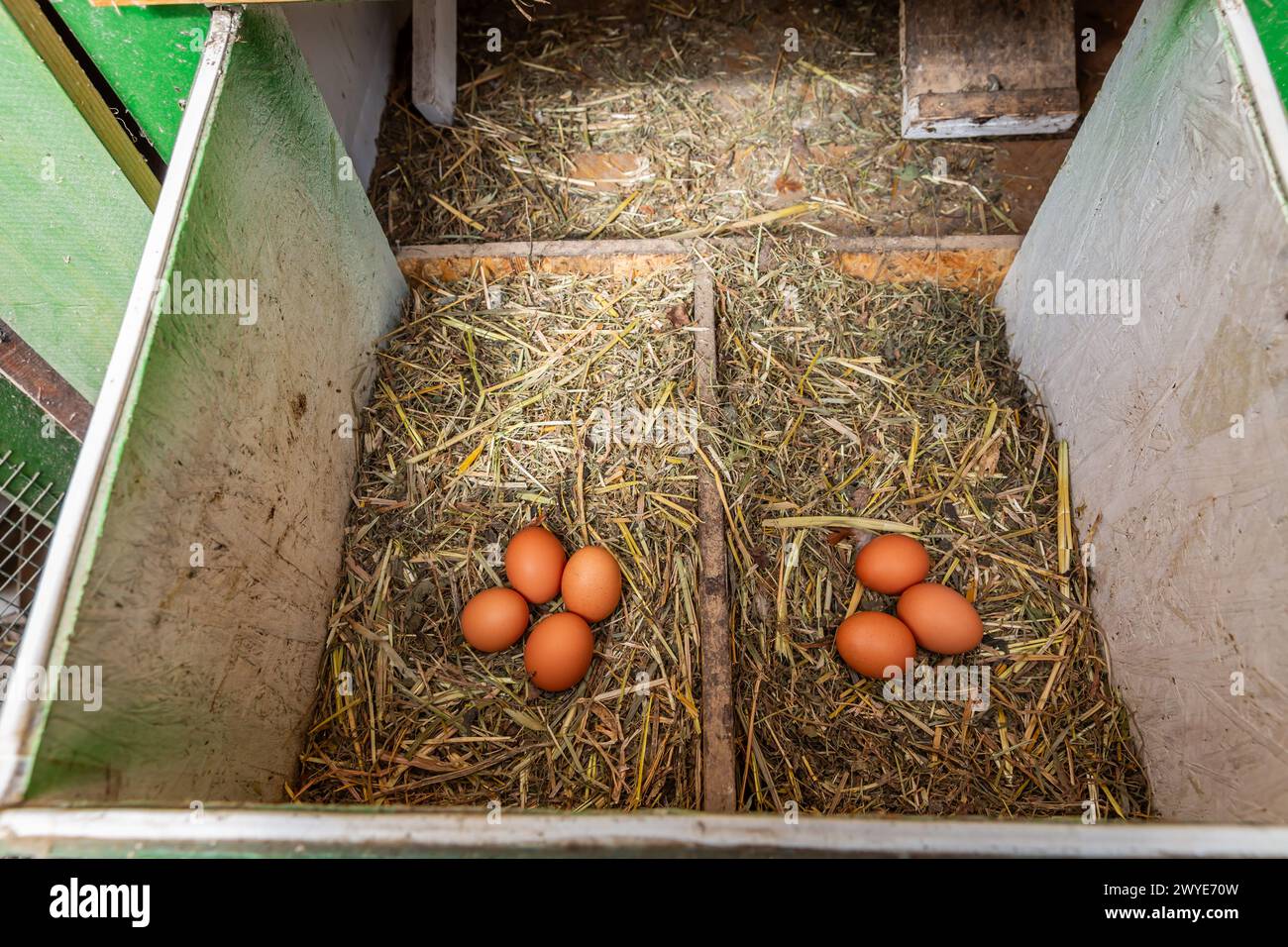 Rohe Bio-Hühnereier in einem Nest im Hühnerstall, lokaler Bauernhof, Hühnerstall Stockfoto