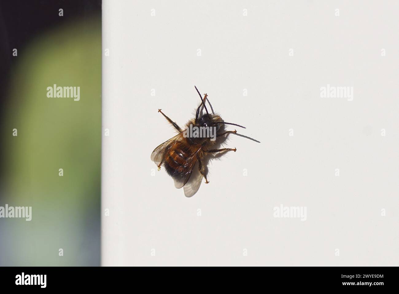 Nahaufnahme Rote freimaurerbiene (Osmia bicornis), Familie Megachilidae an einer weißen Tür. Frühling, April, Niederlande Stockfoto