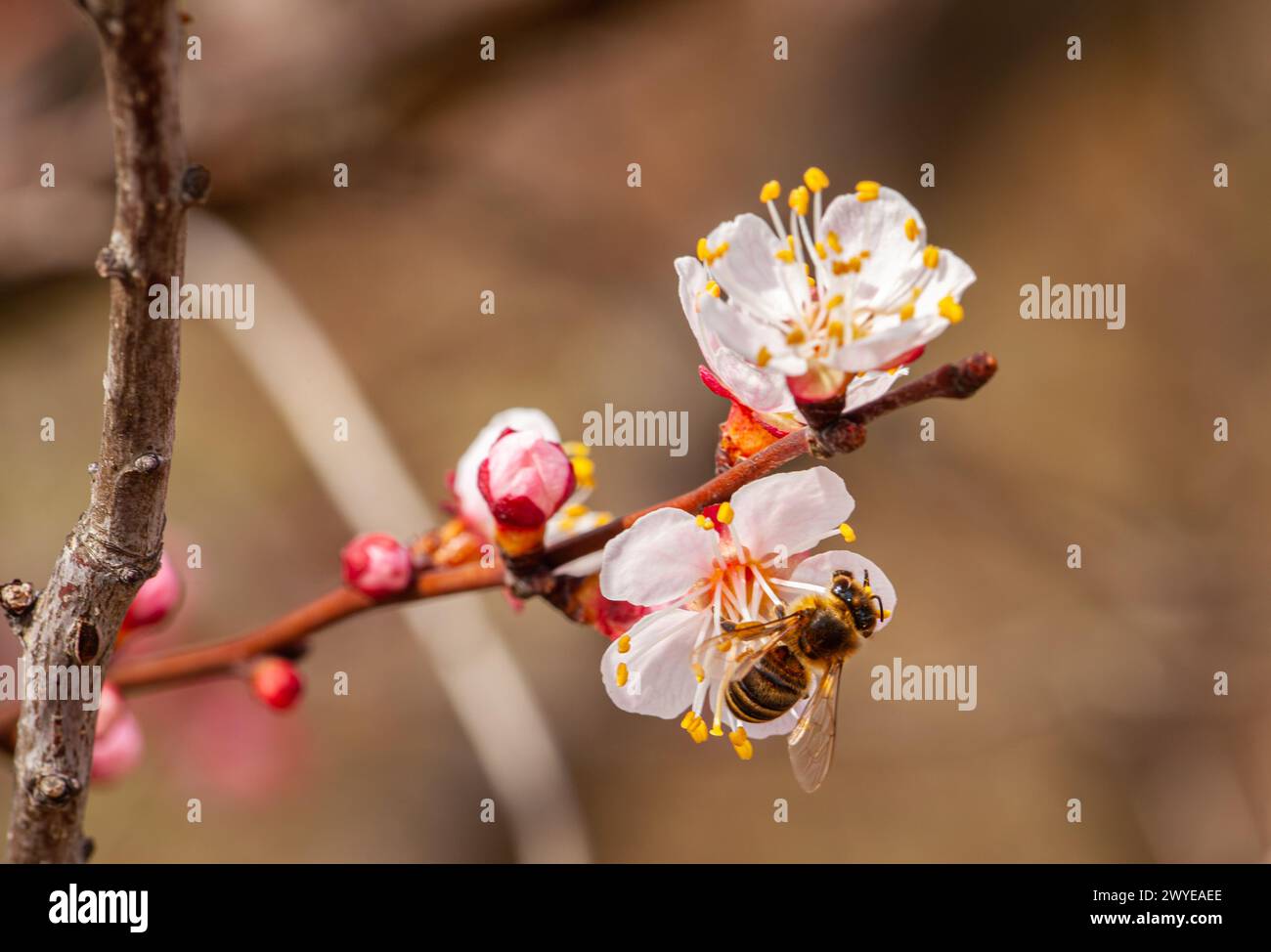 Eine Biene bestäubt eine Pfirsichblüte am Frühlingstag. Hochwertige Fotos Stockfoto