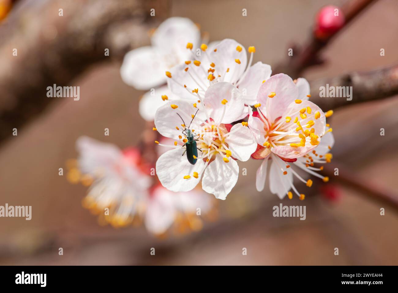 Aprikosenblüten mit dichten weißen Blüten im Garten im Frühjahr. Bestäubungsdauer, Hintergrund. Hochwertige Fotos Stockfoto