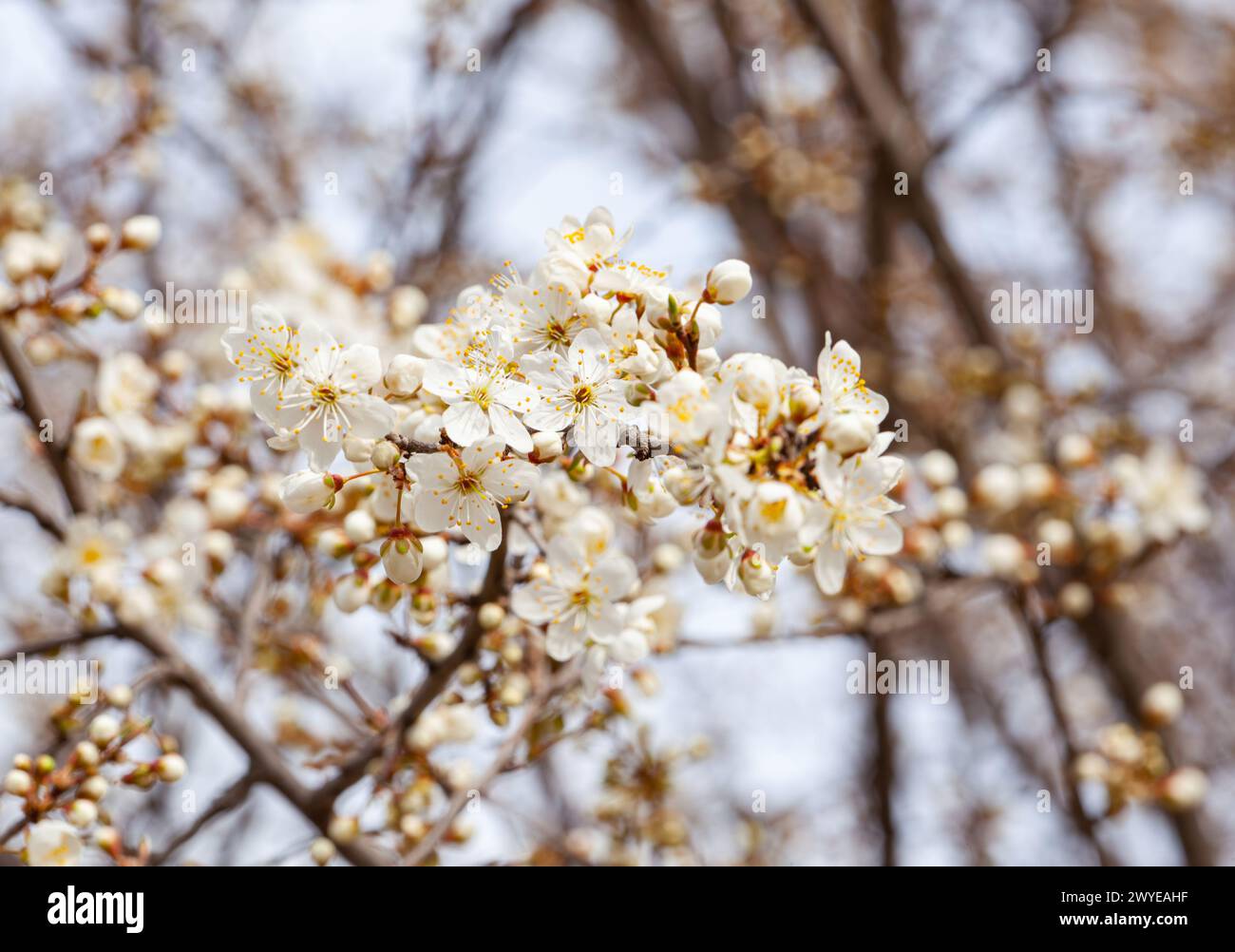 Frühlingsblumen auf Obstbäumen im Garten, Kirschblüten auf der Oberfläche des blauen Himmels. Hochwertige Fotos Stockfoto