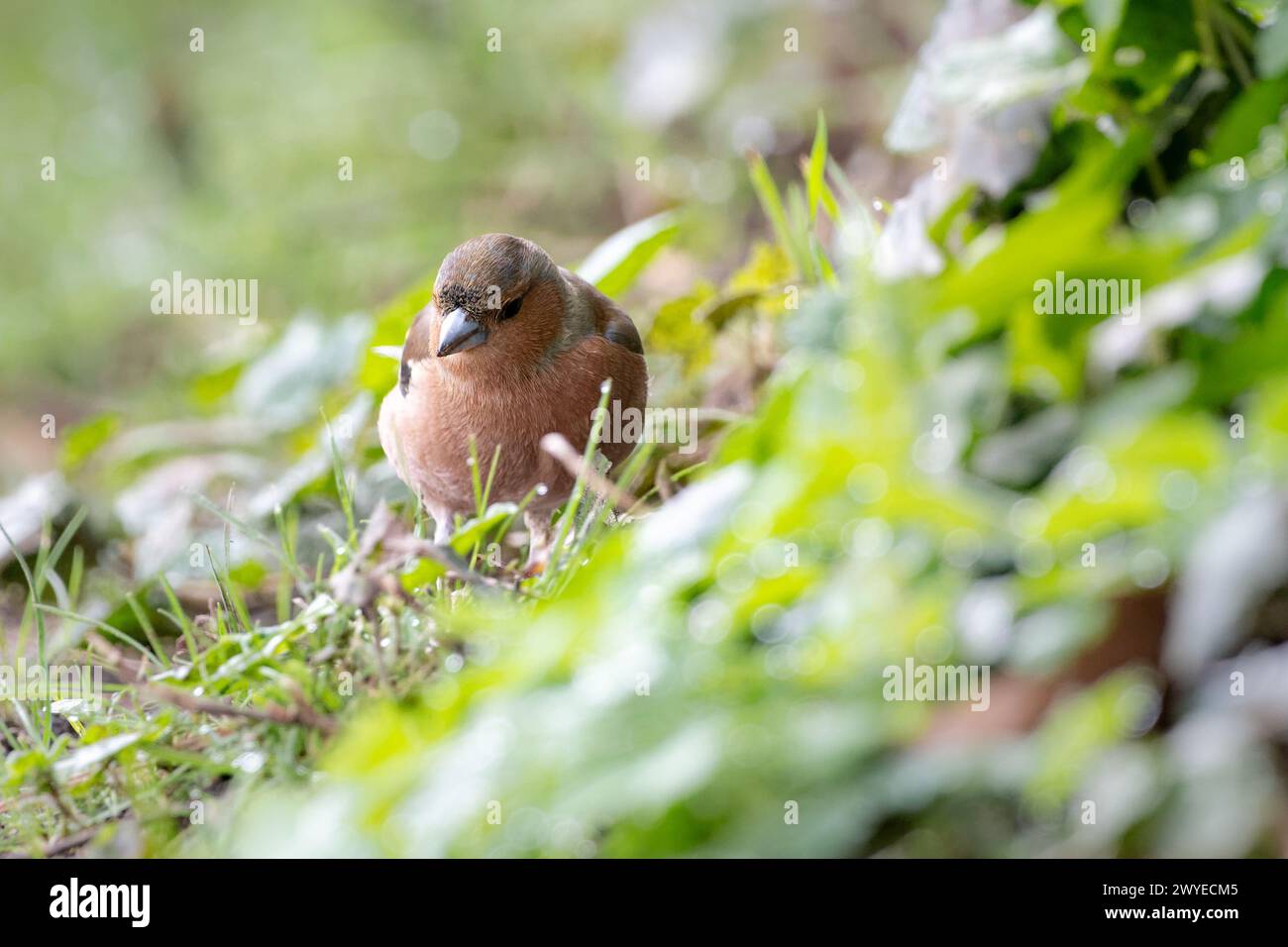 Männlicher Buchhalm, der auf dem Boden nach Nahrung sucht Stockfoto