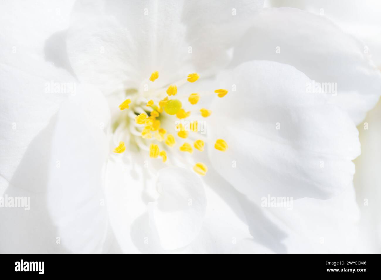 Aus nächster Nähe gelbe Blütenstempel und weiße Blütenblätter einer weißen Kirschblüte Stockfoto