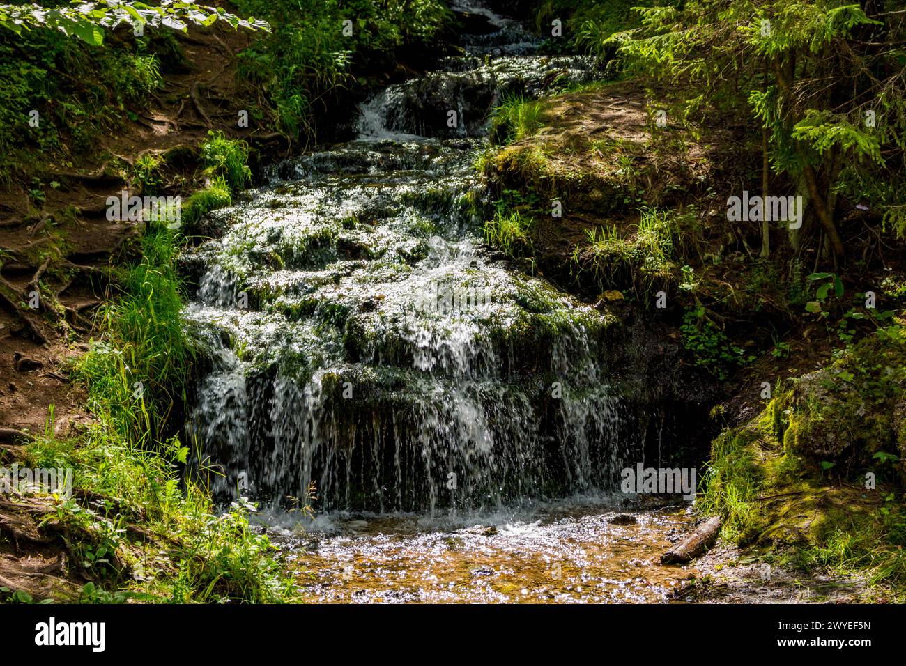 Schöner Waldbach, kleiner Wasserfall. Waldbach Gremuchiy ruchey - Naturdenkmal im Bezirk Schukowski, Region Kaluzhskoy, Russland Stockfoto