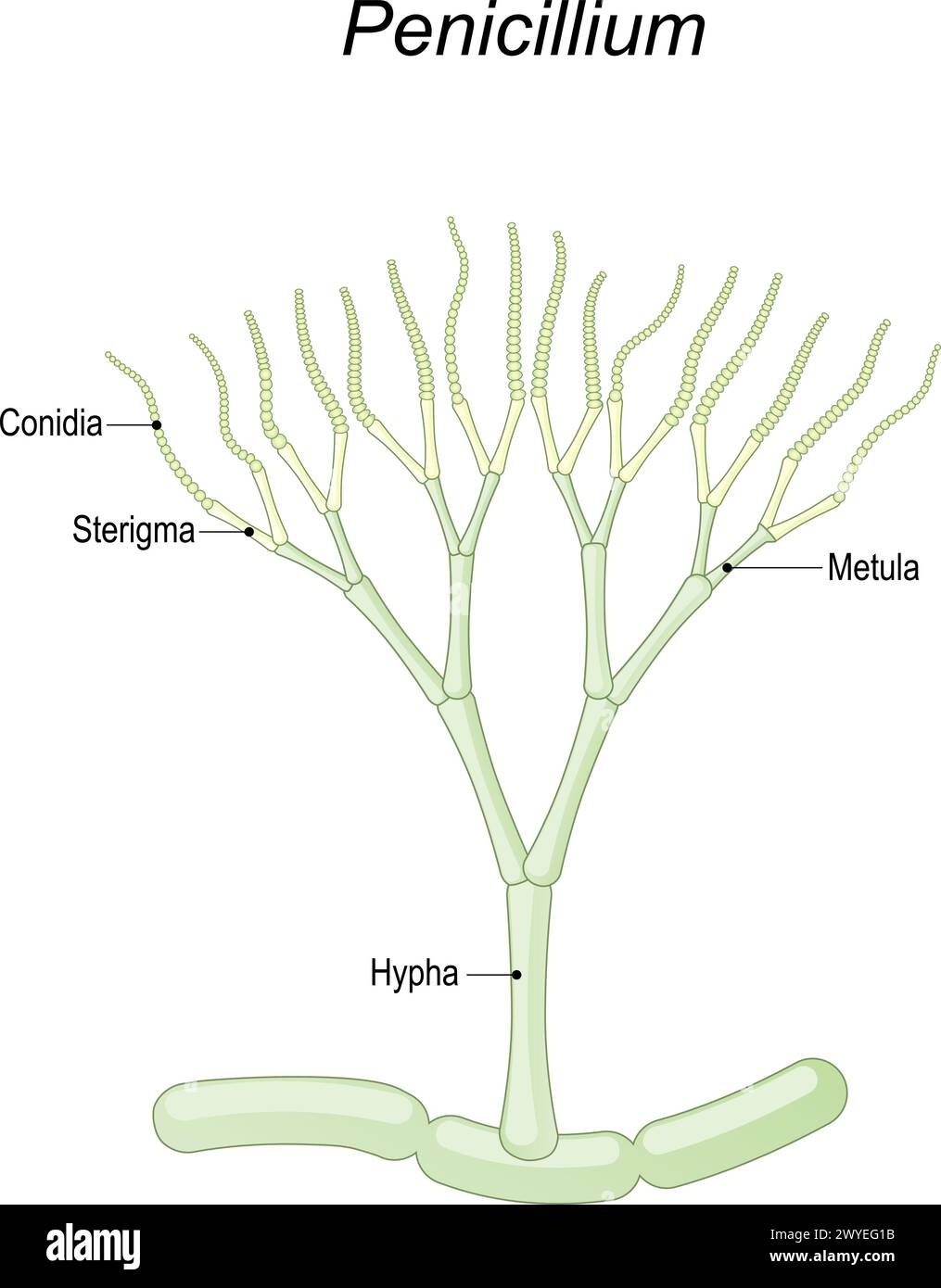 Penicillium-Anatomie. Zur Struktur eines mikroskopischen Pilzes, der in der Lebensmittel- und Arzneimittelproduktion verwendet wird. Teil eines Pilzes. Nahaufnahme einer Metula, eines Sterigmas, einer Konidie, Stock Vektor