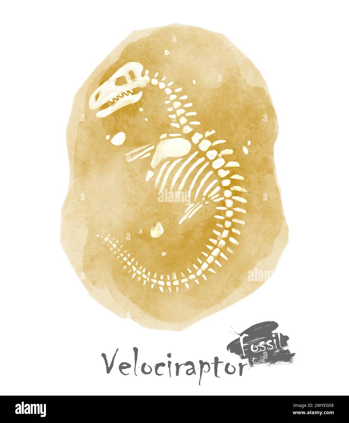 Fossil des Velociraptor-Dinosauriers im Fels. Aquarellfarben. Vektor . Stock Vektor