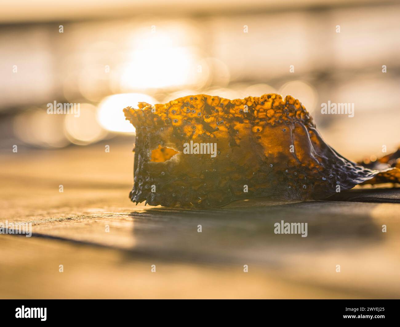 Wenn die Sonne untergeht, leuchtet ihr goldenes Licht durch ein Stück Algen, das auf einem hölzernen Dock in Schweden liegt. Die warmen Farbtöne sorgen für eine ruhige Atmosphäre Stockfoto