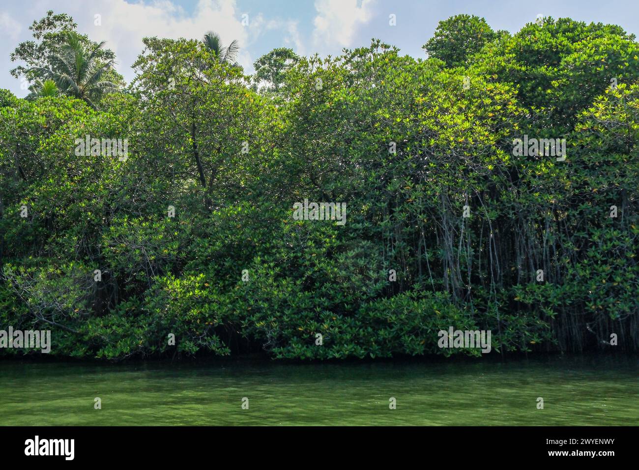 Sri Lanka. Mangroven am Ufer des Flusses Madu Ganga. Stockfoto