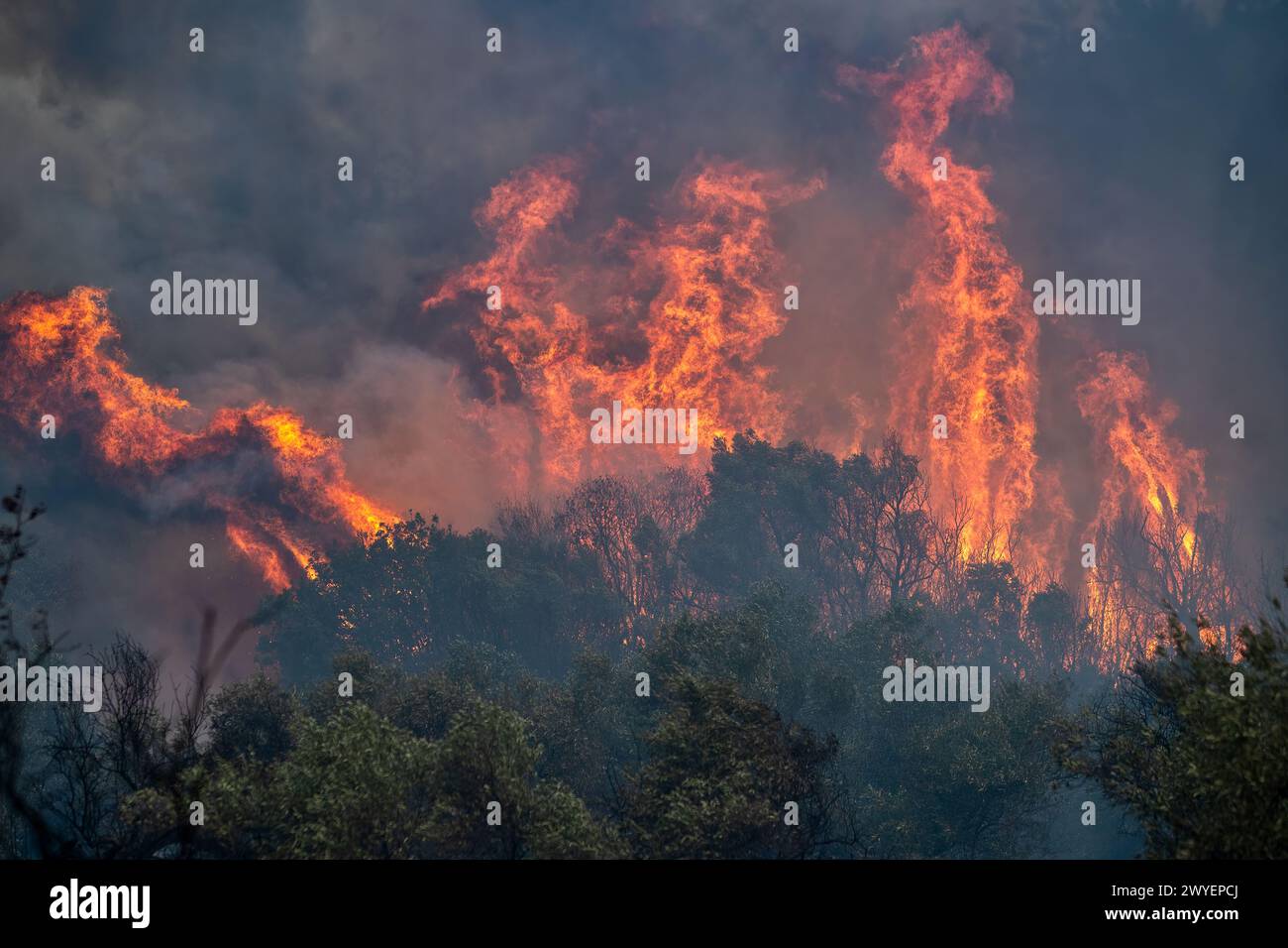 Waldbrände in der Präfektur Evros in Nordgriechenland, der größte Brand aller Zeiten in Europa am 23. August 2023 Stockfoto