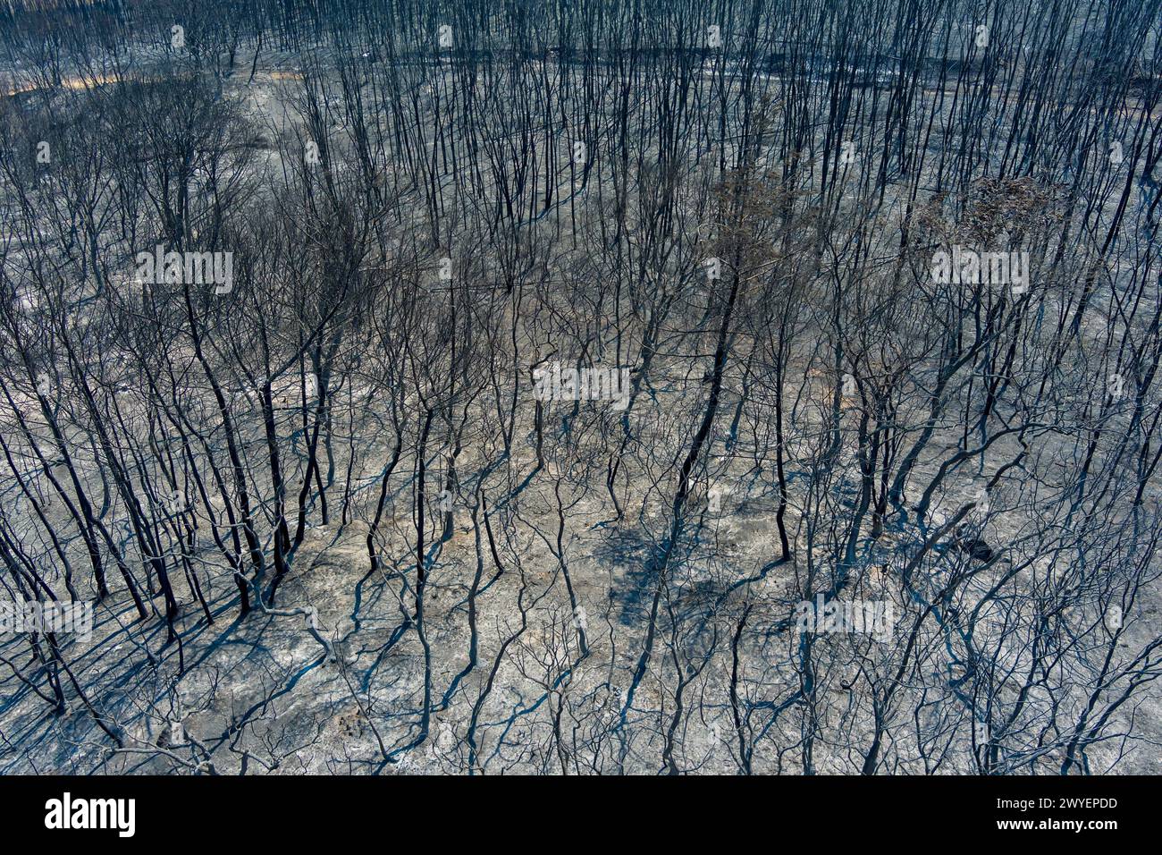 Die Luftaufnahme zeigt ein verbranntes Gebiet nach einem Brand in der Präfektur Evros im Norden Griechenlands, bei dem am 23. August 2023 der größte Brand in Europa war. Katastrophal Stockfoto