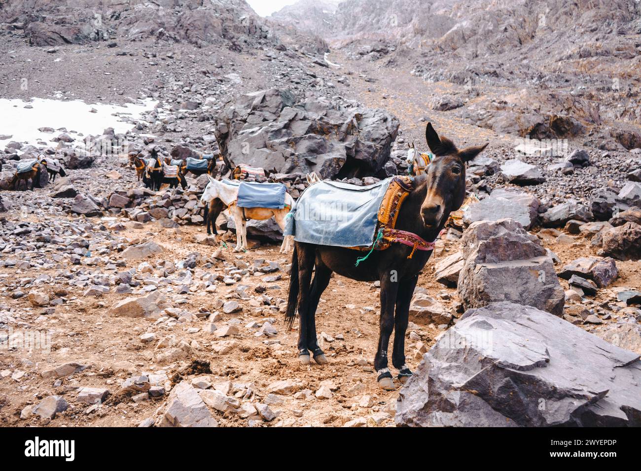 Trekking mit einem Maultier in Toubkal, im marokkanischen Hohen Atlas Stockfoto