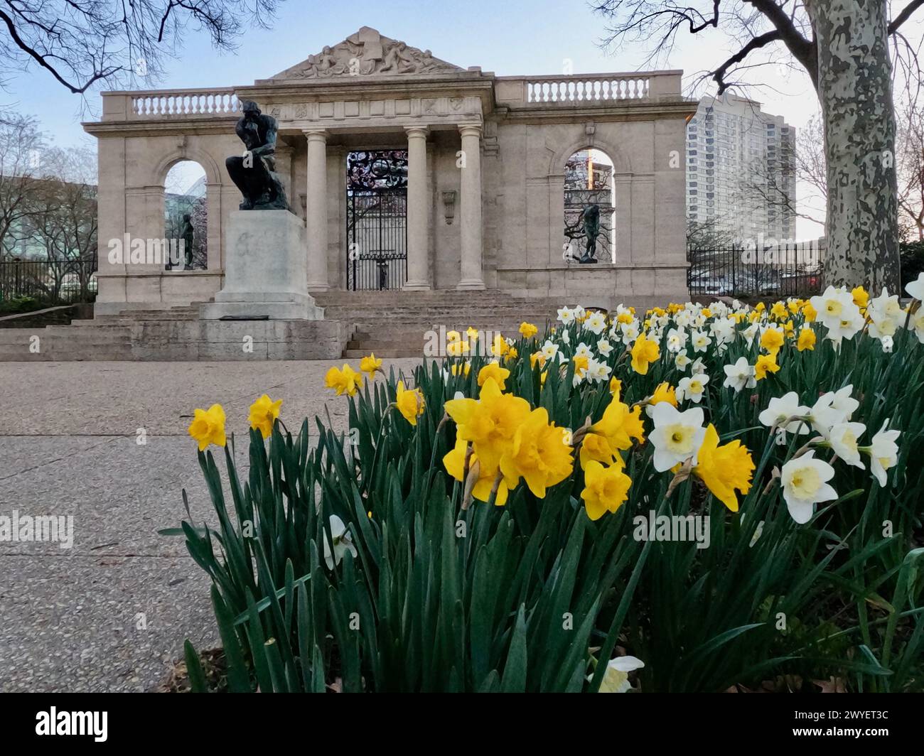 Narzissen blühen vor dem Rodin Museum am Benjamin Franklin Parkway in Philadelphia. Stockfoto