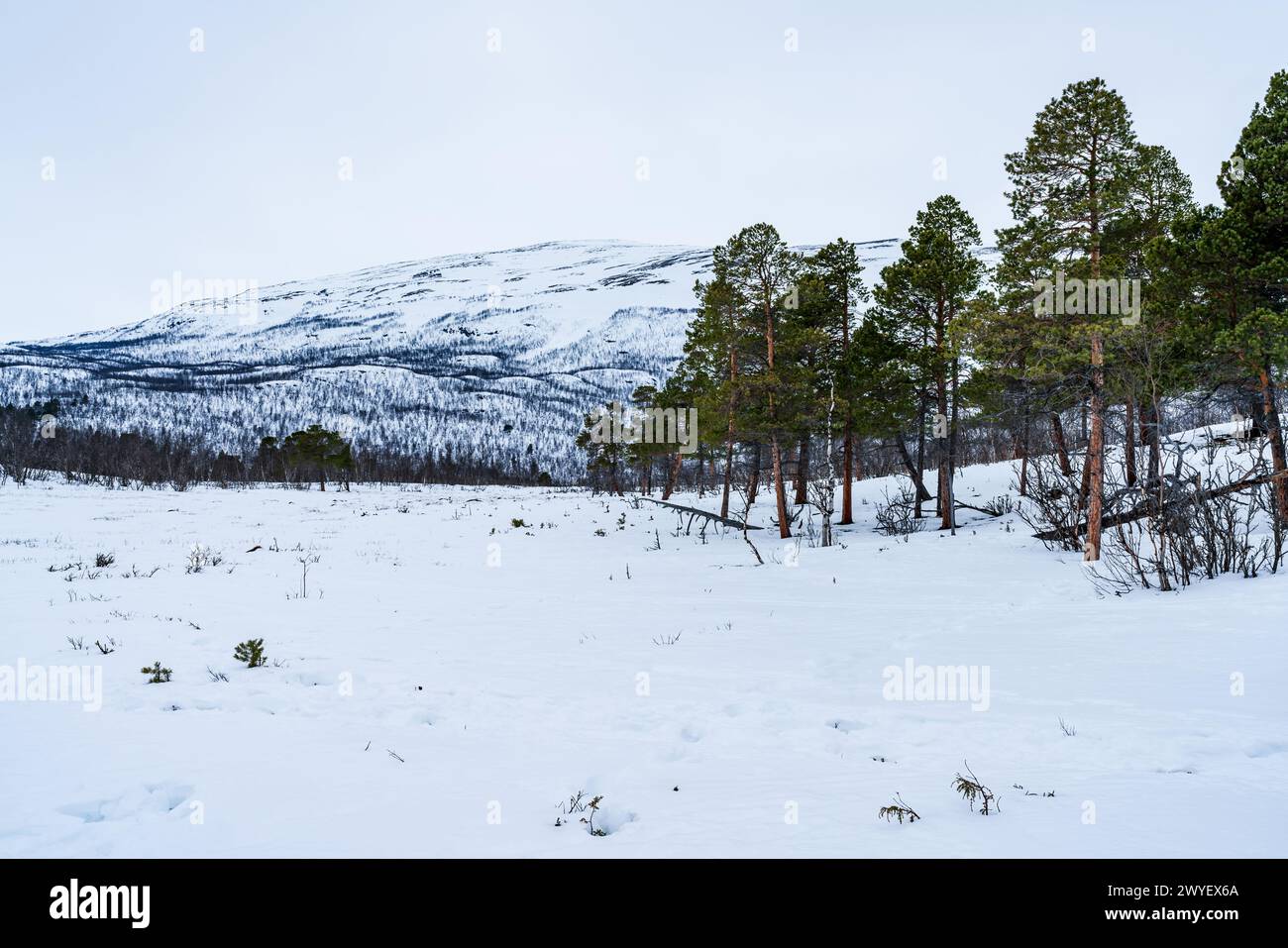 Winterlandschaft im Abisko-Nationalpark, Abisko, Schweden Stockfoto