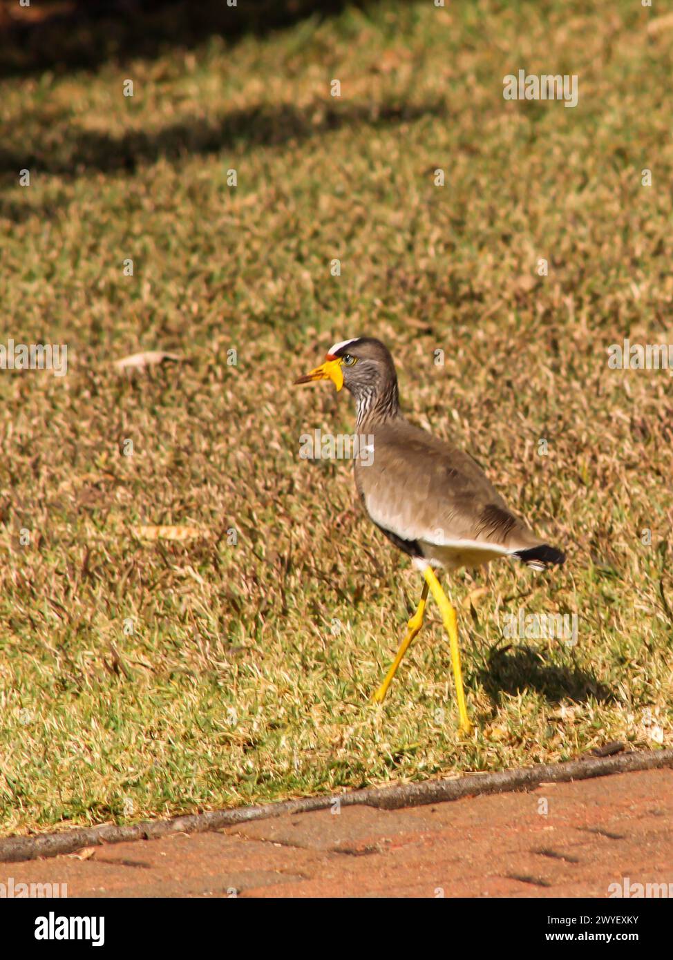 Vanillas senegallus, ein afrikanischer Wattling, spaziert auf dem gepflegten Rasen eines öffentlichen Parks in Gauteng, Südafrika Stockfoto