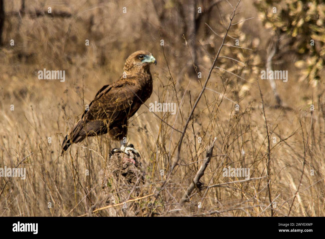 Ein junger Bateleur, Terathopius Ecaudatus, sitzt auf einem alten Baumstumpf in den langen Gräsern der Savanne Stockfoto
