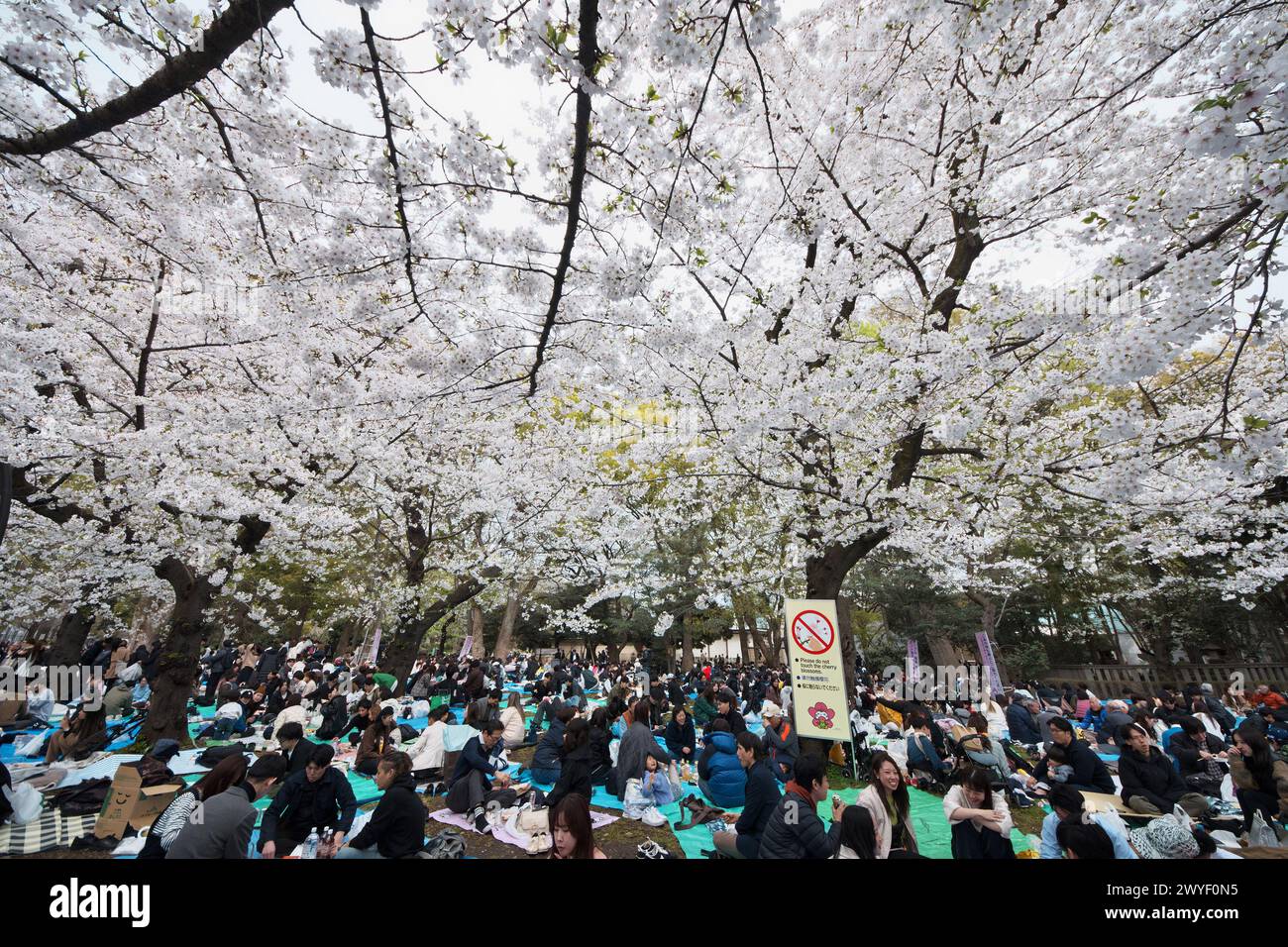 Tokio, Japan. April 2024. Am Samstag, den 6. April 2024, genießen die Menschen eine Party unter Kirschblüte im Ueno Park in Tokio. Foto: Keizo Mori/UPI Credit: UPI/Alamy Live News Stockfoto