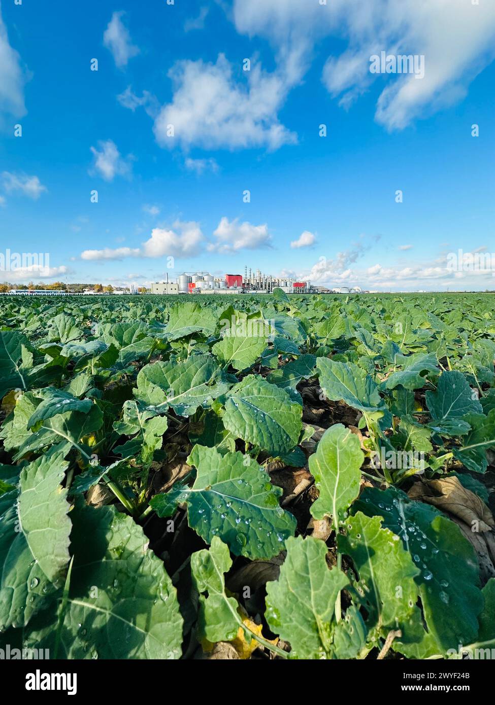 Blick auf Methanol- und Ethanolfabrik. Polnischer Hersteller von Bioethanol und Ethanol aus Maiskorn. Das Produktionswerk befindet sich in der Nähe von Nysa in Stockfoto