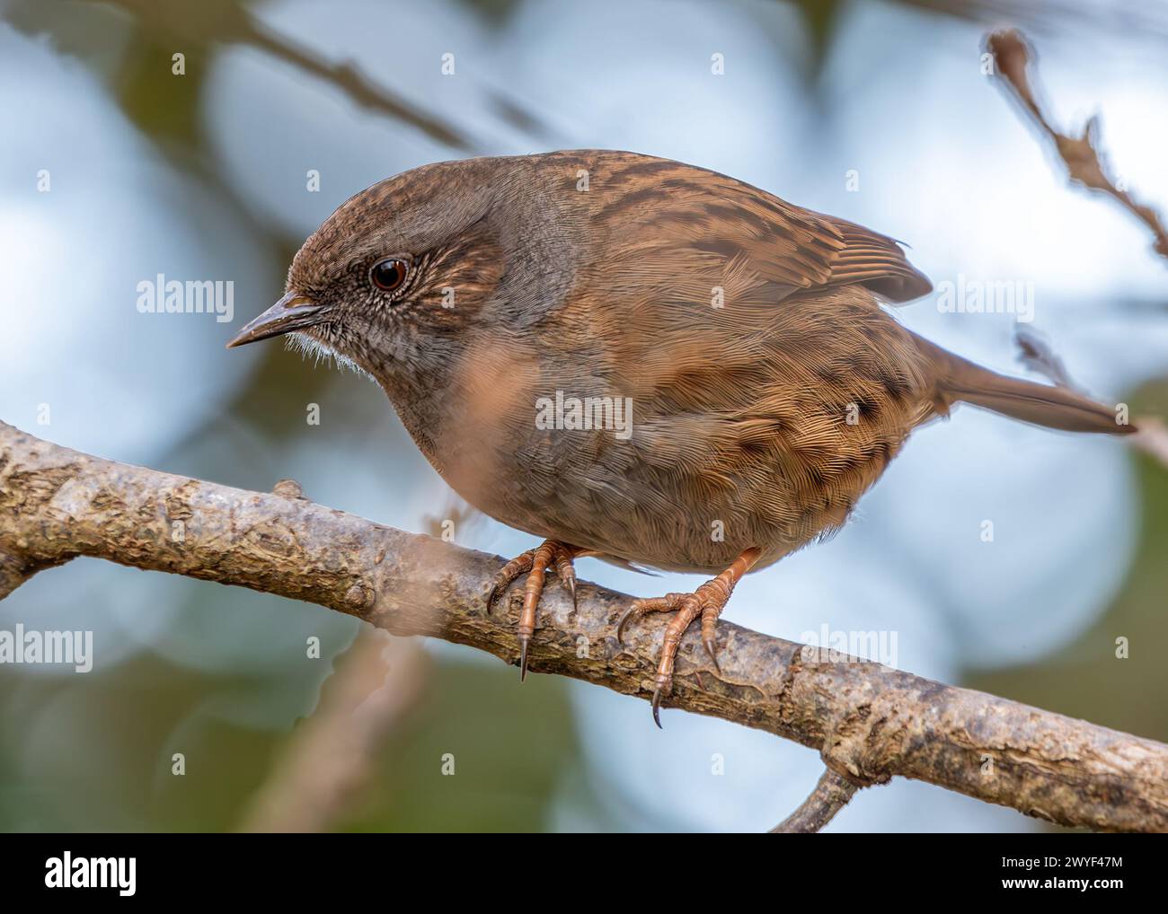 Kleiner brauner Dunnock mit gesprenkelter Brust, sucht nach Nahrung zwischen den Büschen im Father Collins Park, Dublin. Stockfoto