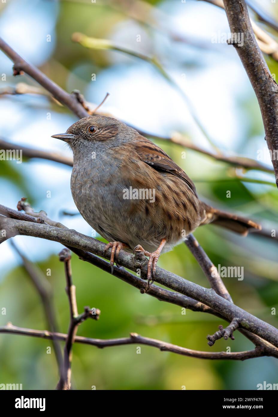 Kleiner brauner Dunnock mit gesprenkelter Brust, sucht nach Nahrung zwischen den Büschen im Father Collins Park, Dublin. Stockfoto