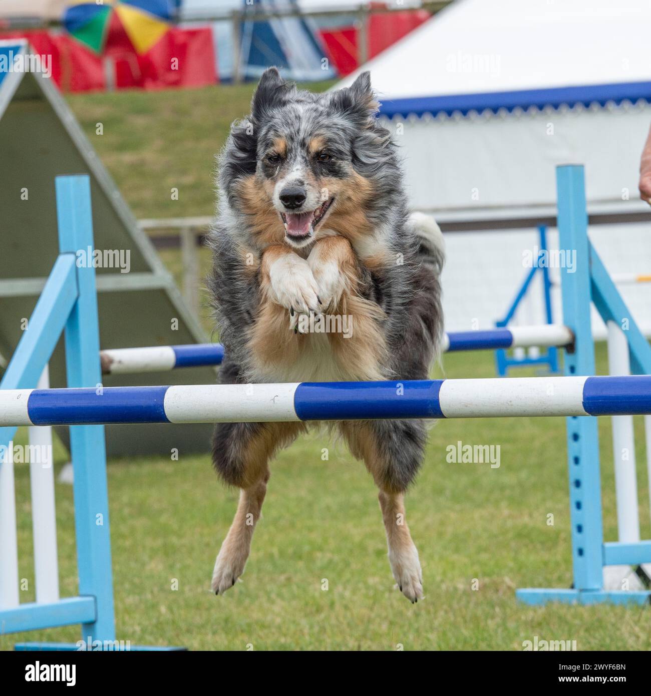 australischer Schäferhund konkurriert in Agilität Stockfoto