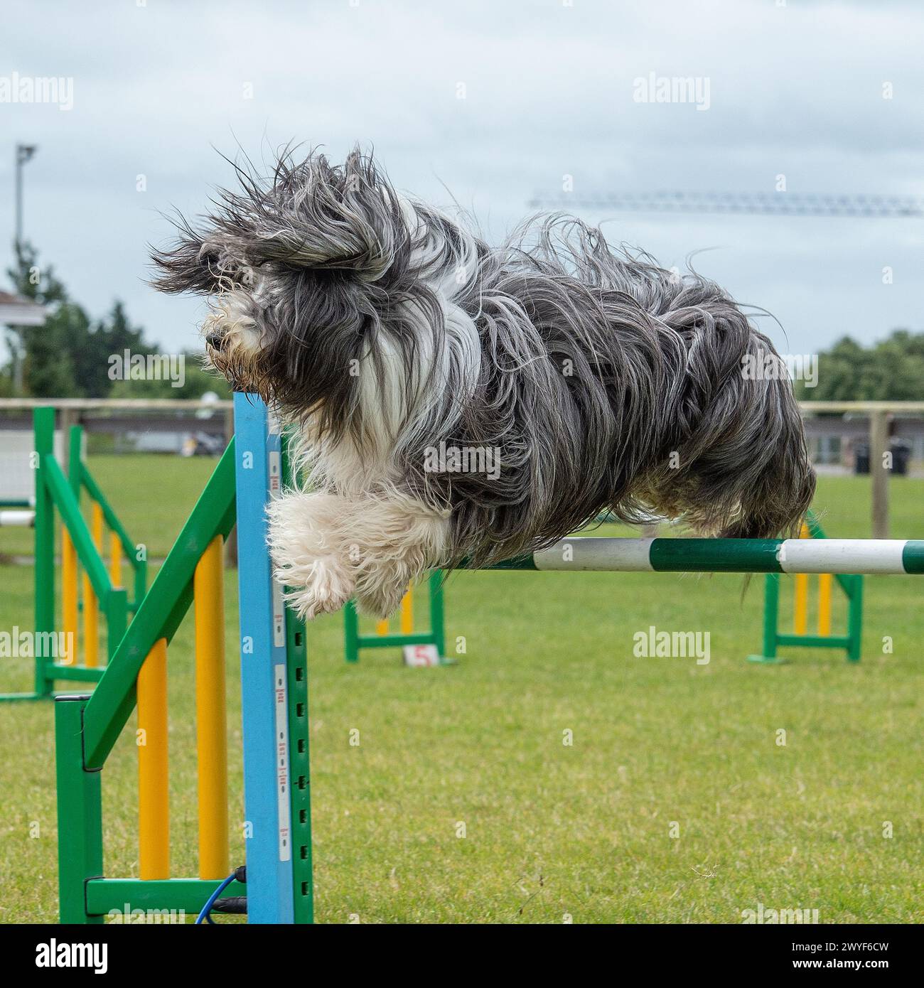 Bärtiger Collienhund, der in Agilität konkurriert Stockfoto