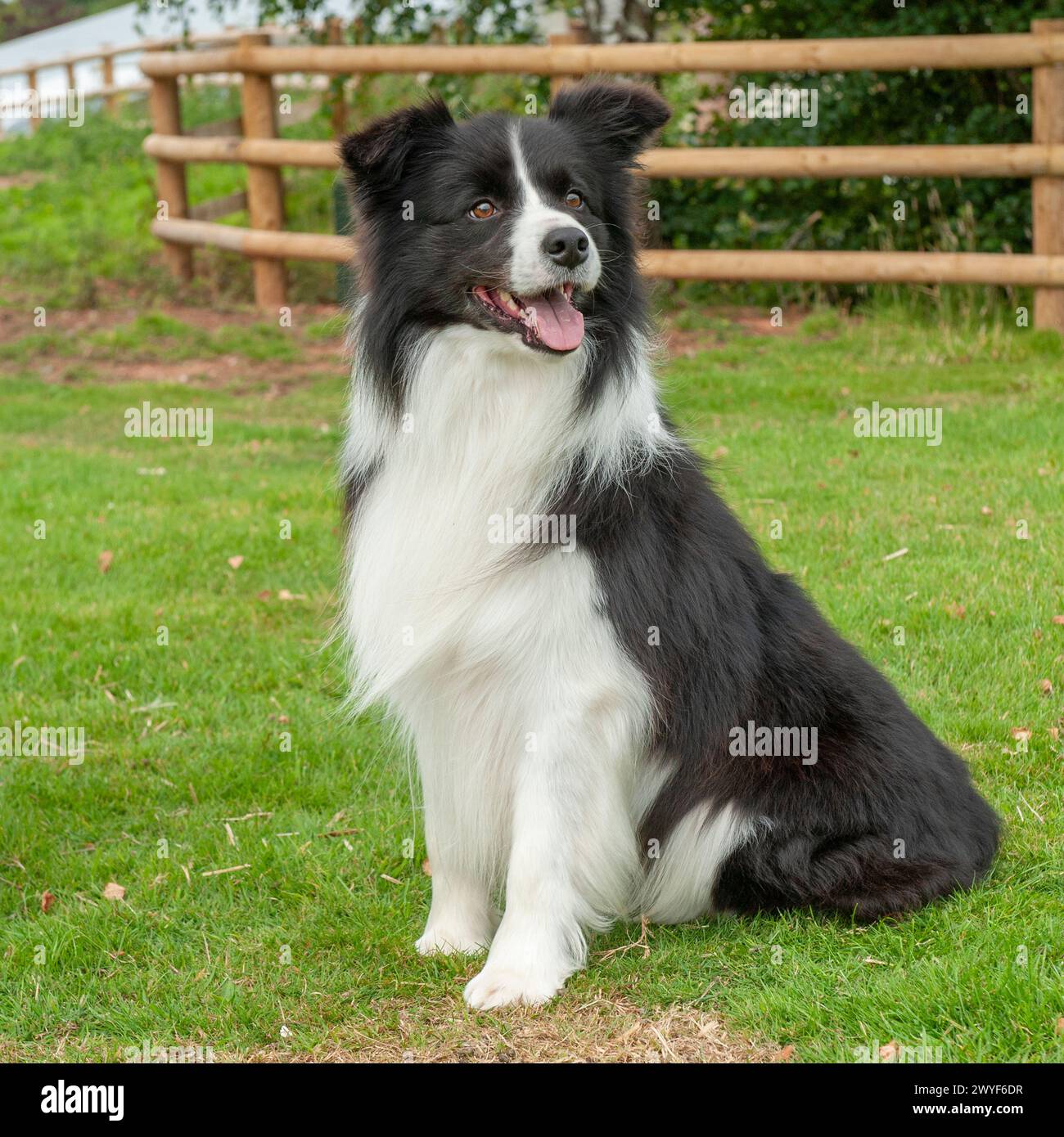 Border-collie Stockfoto