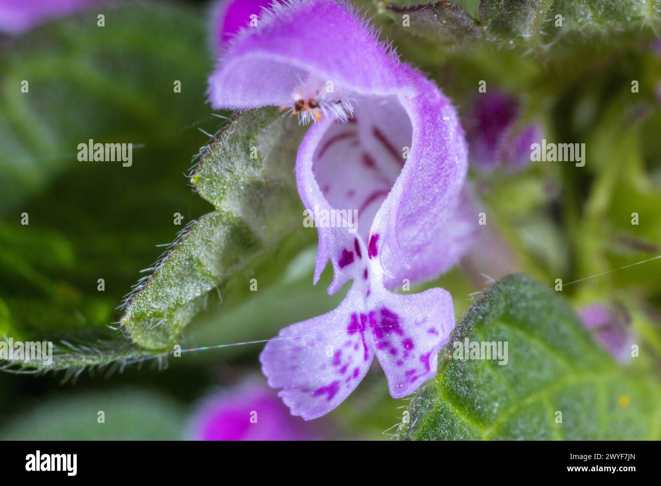 Blüten von Lamium pureum, bekannt als rote Totennessel, violette Totennessel oder purpurner Erzengel Stockfoto