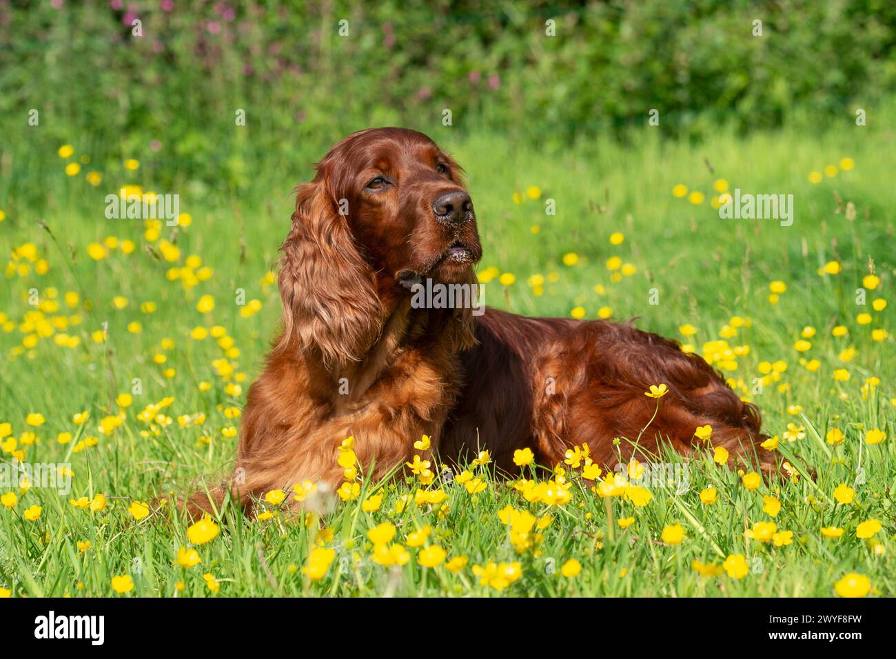 Irish Red Setter Hund Stockfoto