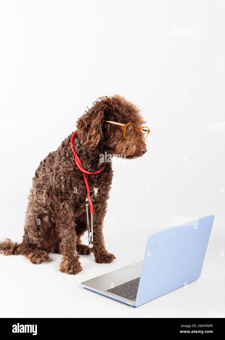 Ein Wasserhund mit Brille, Stethoskop und Laptop auf weißem Hintergrund. Haustiergesundheitskonzept. Stockfoto