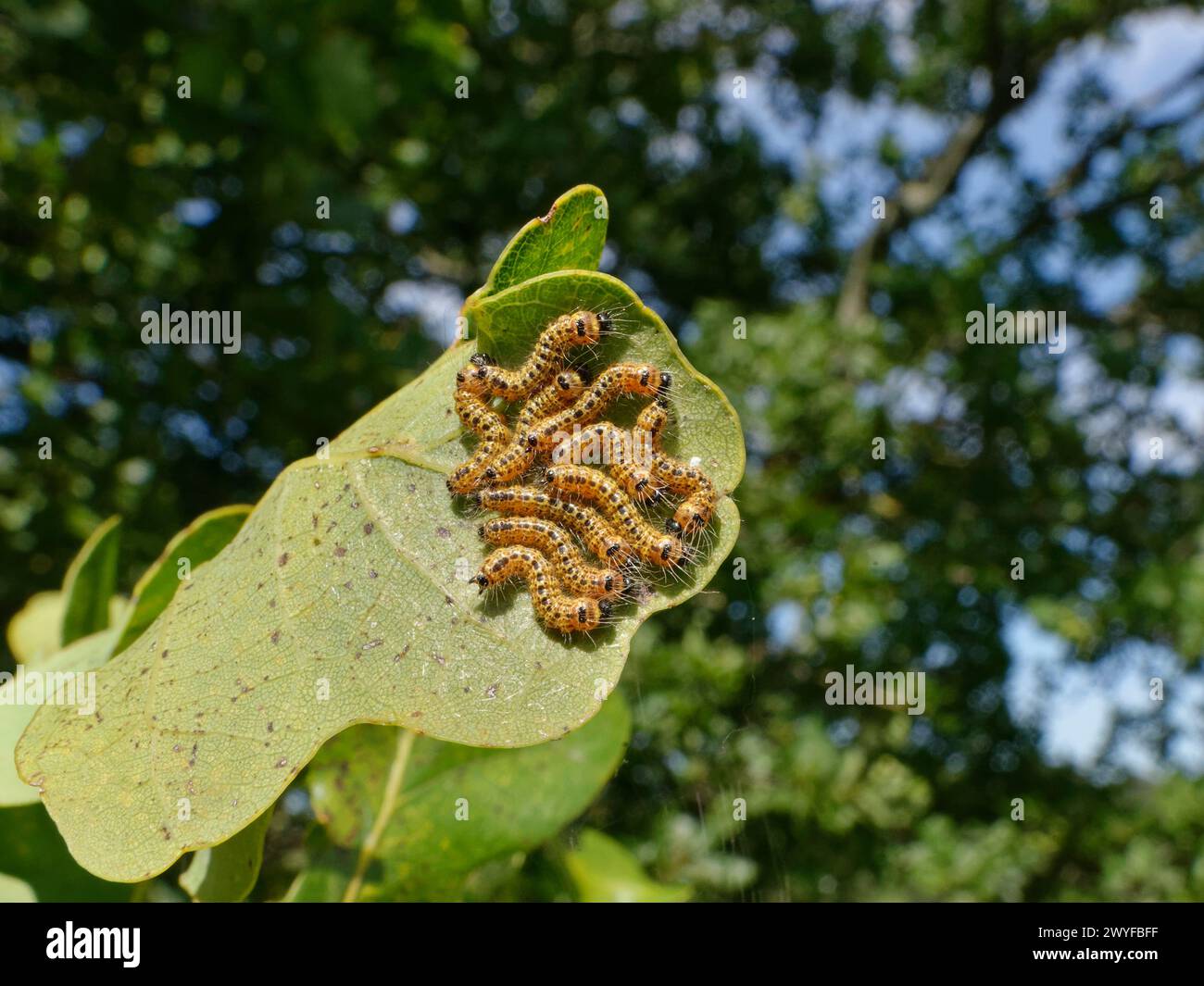 Buff-Tip Moth (Phalera bucephala) Raupen, die auf einem Stielblatt / englische Eiche (Quercus robur) fressen, Wiltshire, Großbritannien, September. Stockfoto