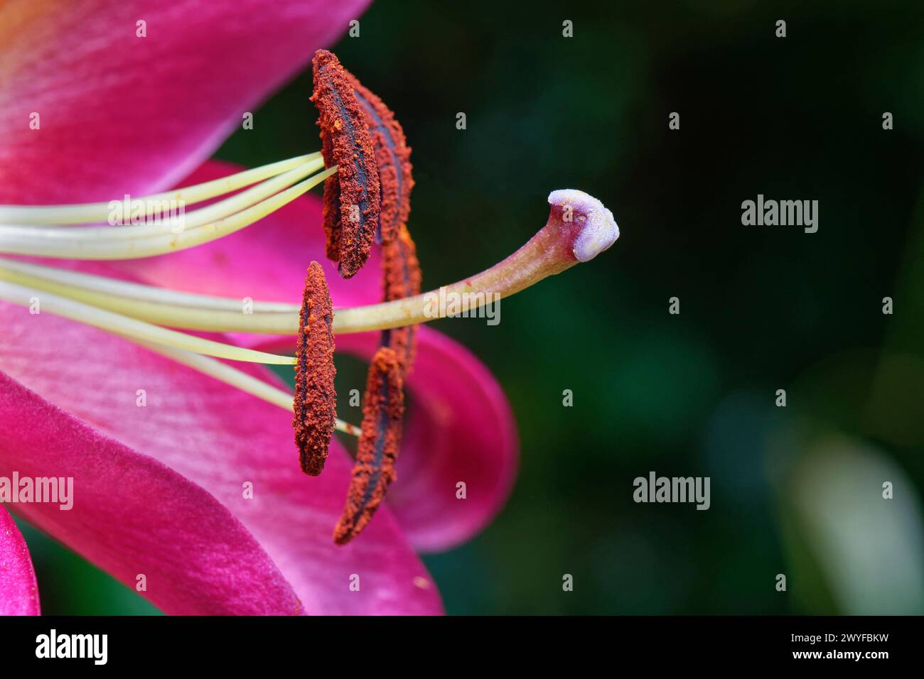 Orientalische Lilie (Lilium orientalis) Blume anthers and Stigma, Wiltshire Garden, Großbritannien, Juli Stockfoto