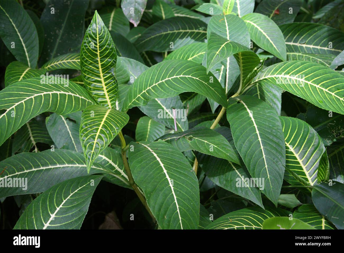 Sanchezia speciosa, Acanthaceae. Costa Rica. Sanchezia ist eine Gattung der Pflanzenfamilie Acanthaceae. Stockfoto
