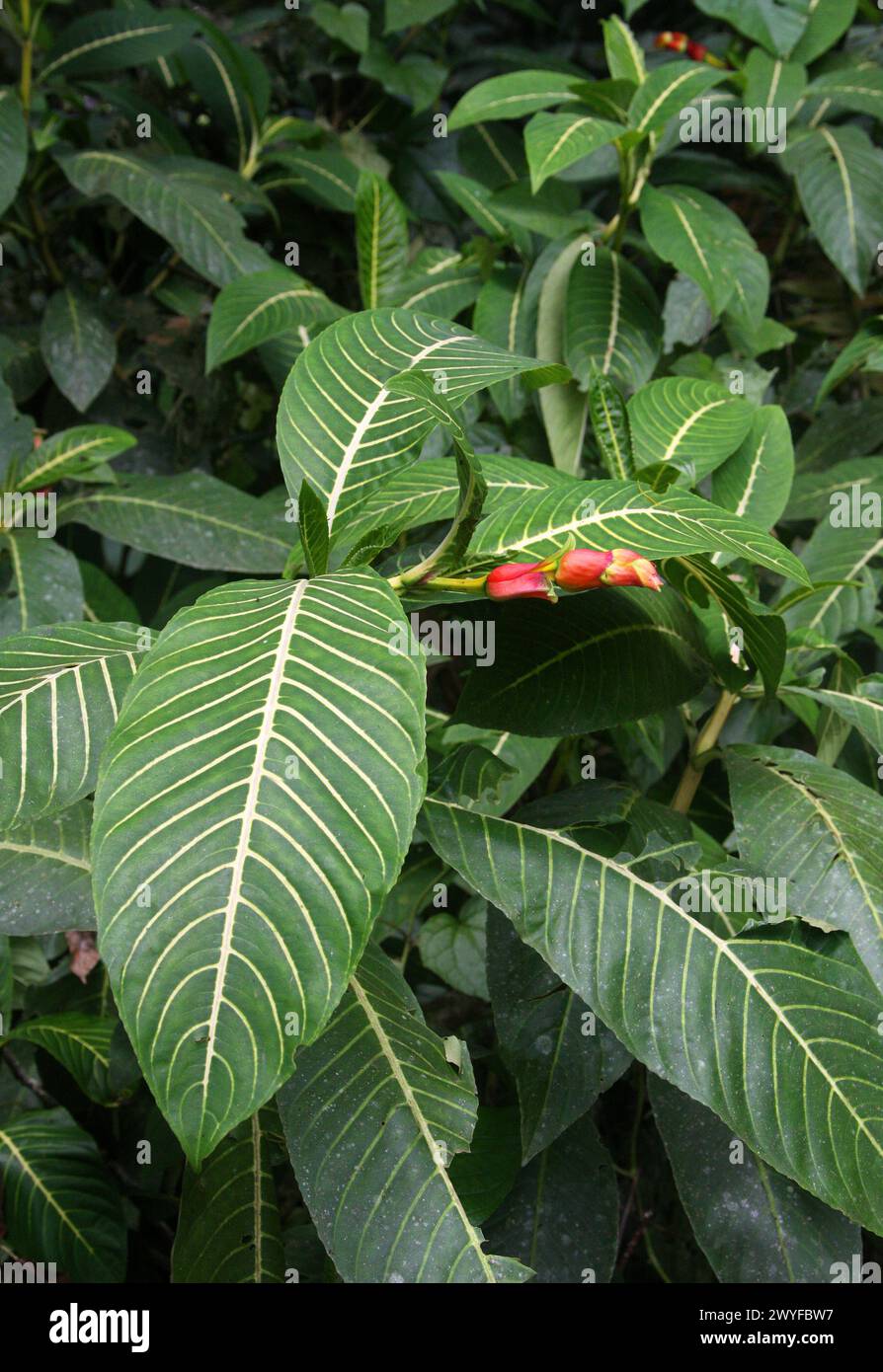 Sanchezia speciosa, Acanthaceae. Costa Rica. Sanchezia ist eine Gattung der Pflanzenfamilie Acanthaceae. Stockfoto