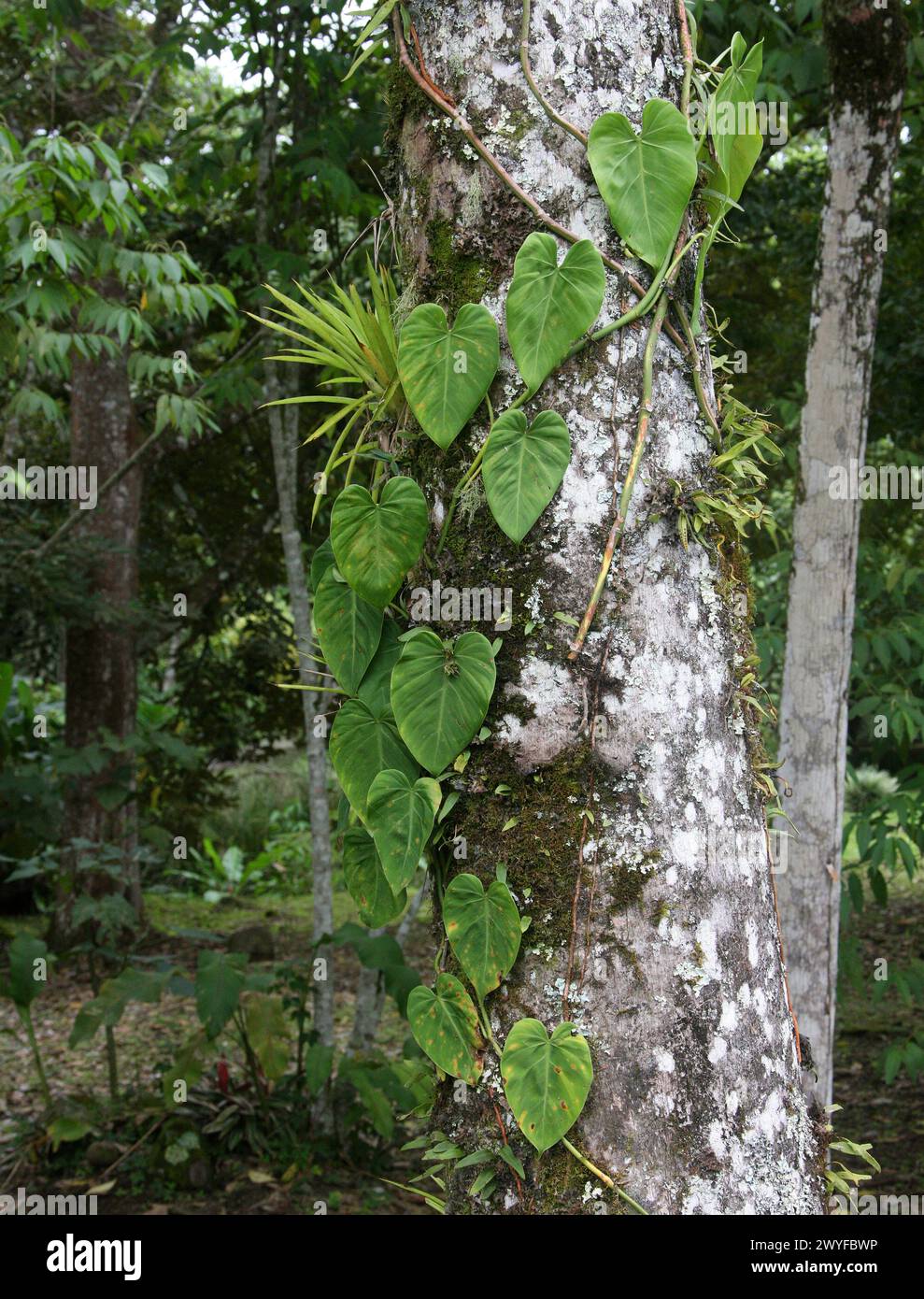 Arrowhead Plant, Syngonium macrophyllum, Araceae. Weinrebe, die auf einem Baum wächst. Costa Rica. Syngonium ist eine Gattung blühender Pflanzen aus der Familie Araceae, Stockfoto