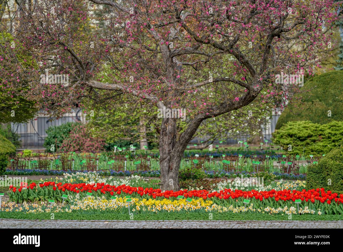 Botanischer Garten im frühen Frühjahr Breslau Niederschlesien Polen Stockfoto