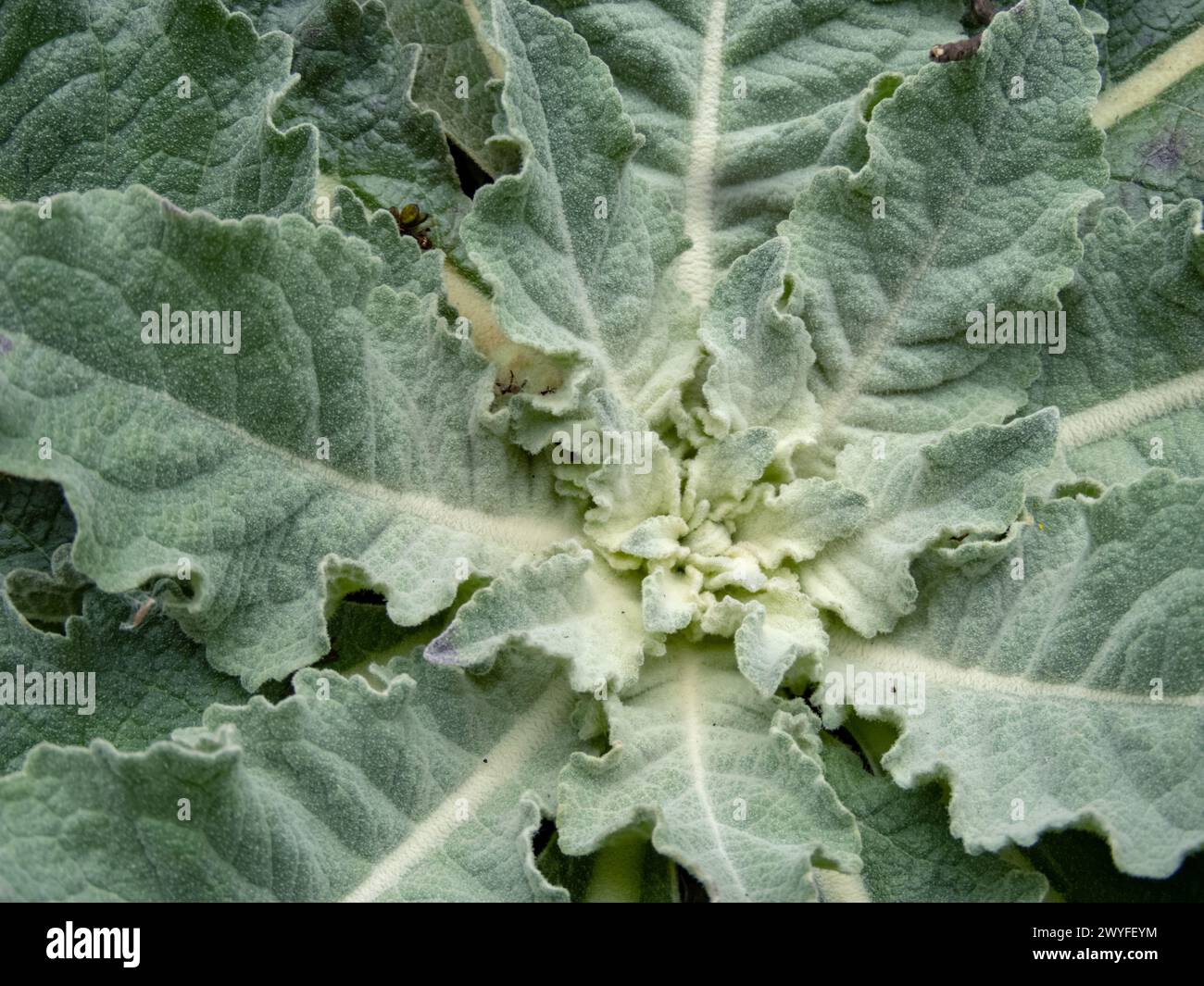 Die Königspflanzenrosette im Frühjahr. Verbascum flauschige Blätter. Stockfoto