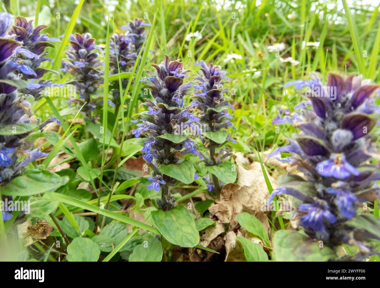 Ajuga reptans, Bugle, Blue Bugle, Bugleherb, Bugleweed, Teppichkraut, Teppichkeule, gewöhnlicher Bugle oder St. Lawrence-Pflanze mit blauen Blüten. Allgemein VI Stockfoto