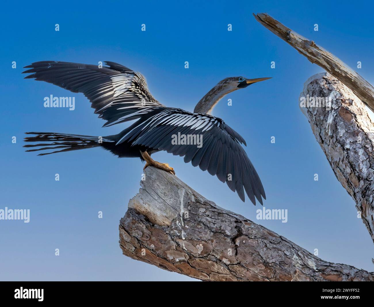 Vogel auf totem Bein, Venice Rookery, Florida Stockfoto