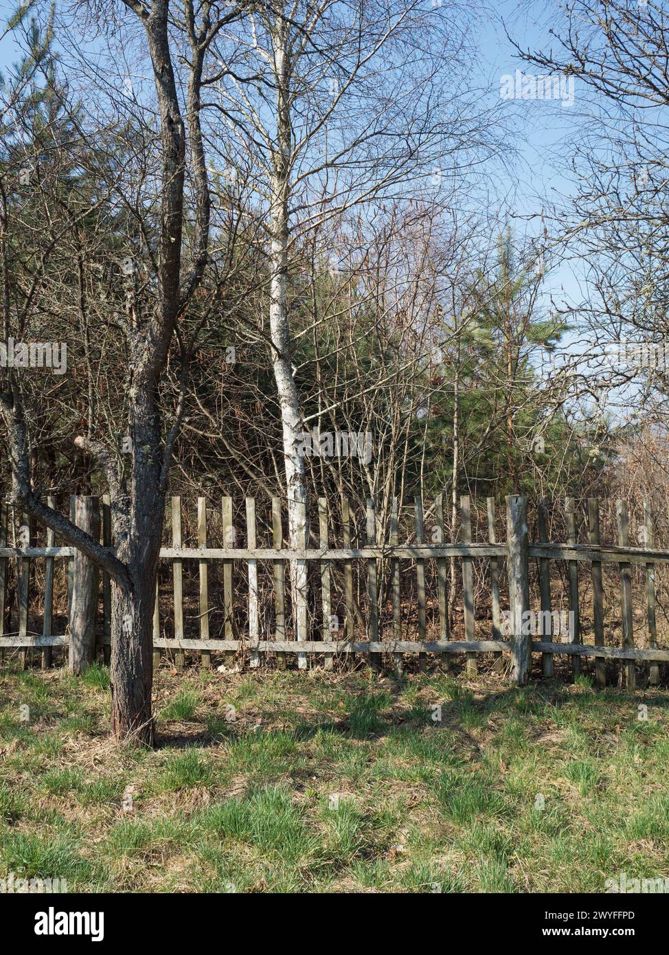Vertikaler Schuss eines alten schäbigen Streifenzaun in einem verlassenen Garten bei hellem Sonnenschein. Ein Baum vorne, der andere hinter dem Zaun. Stockfoto