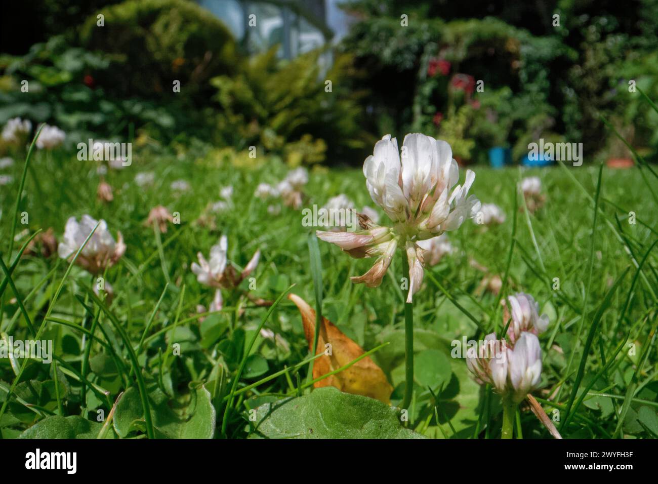 Weißklee (Trifolium repens) blüht auf einem Gartenrasen, der ungemäht bleibt, damit Wildblumen blühen können, um bestäubende Insekten zu ernähren, Wiltshire, Großbritannien, Juni. Stockfoto